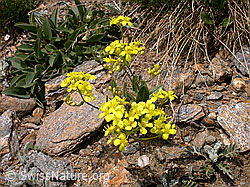 Photo: Biscutella laevigata