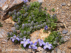 Photo: Mont Cenis-Glockenblume (Campanula cenisia)