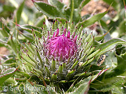 Foto: Stengellose Kratzdistel, Blütenknospe
