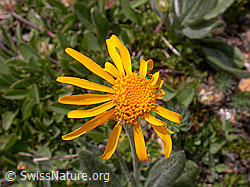 Photo: Senecio doronicum