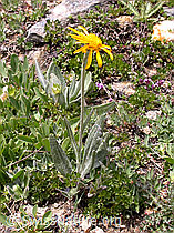 Photo: Senecio doronicum