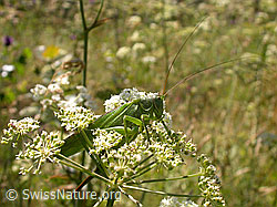 Grünes Heupferd (Tettigonia viridissima) (01.08.2004, F013054)