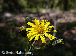 F013106: Savoyer Habichtskraut, Blüte