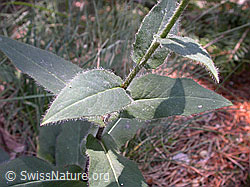 F013108: Savoyer Habichtskraut, Blätter