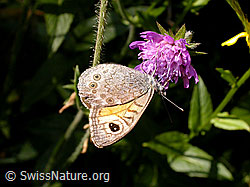 Foto: Braunauge (Lasiommata maera)