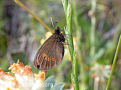 F013383: Kleiner Mohrenfalter