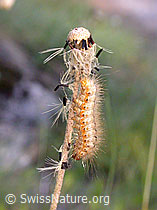 F013395: Unbekannte Raupe