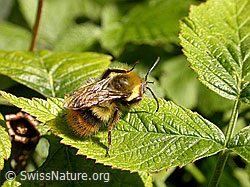 F013564: Schmarotzerhummel