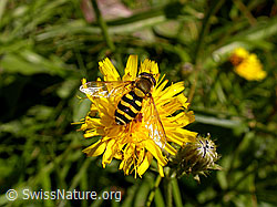 Grosse Schwebfliege (Syrphus ribesii) (08.08.2004, F013613)