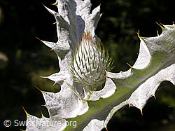F013643: Eselsdistel (Onopordum acanthium)
