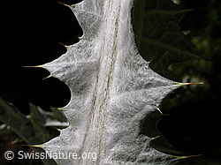 F013645: Eselsdistel (Onopordum acanthium)