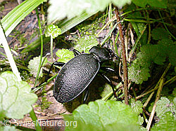 Foto: Lederlaufkäfer (Carabus coriaceus)