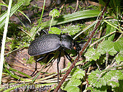 Foto: Lederlaufkäfer (Carabus coriaceus)
