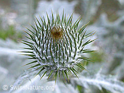 F013671: Eselsdistel, Knospe