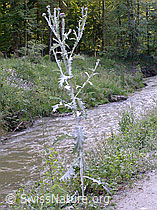 F013674: Eselsdistel