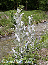 F013701: Eselsdistel. Ganze Pflanze