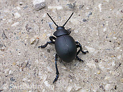 Foto: Bläulichvioletter Tatzenkäfer (Timarcha goettingensis)