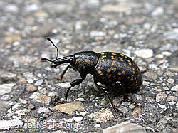 Photo: Beetle (Liparus germanus)