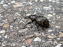 Photo: Beetle (Liparus germanus)