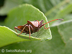 Grosse Randwanze (Coreus marginatus) (11.05.2003, F013763)