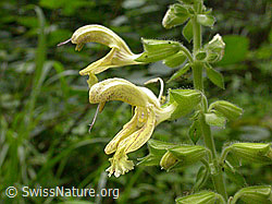 Klebrige Salbei (Salvia glutinosa) (F013782) Klebrige Salbei (Salvia glutinosa) (F013782)
