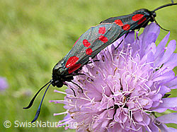 Gewöhnliche Widderchen (Zygaena filipendulae), Paarung (F013786)