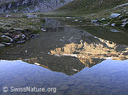 F013937: Spiegelung des Fanellhorn im Guraletschsee