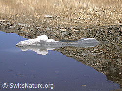 F014120: Spiegelung mit kleiner Eisscholle