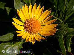 Photo: Blüte der grossköpfigen Gemswurz