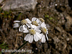 F014183: Hallers Schafgarbe, Blüten