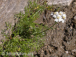 F014184: Hallers Schafgarbe