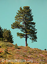 F014207: Arve vor dem Zervreilasee