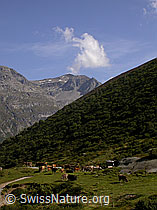 F014247: Rinder auf Alp