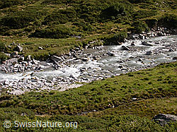 F014261: Valser Rhein unterhalb Lampertsch Alp