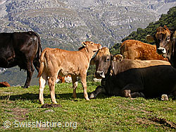 F014268: Junges Rind mit Mutter