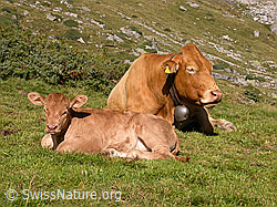 F014273: Junges Rind mit Mutter