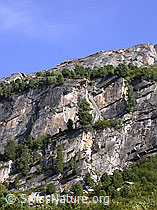 F014312: Felswand mit Arven über dem Zervreilasee
