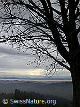F014510: Baum mit Herbststimmung über dem Emmental