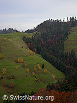 F014579: Herbstliche gefärbte Ahorn im Emmenta