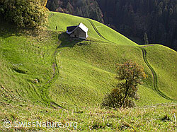 F014675: Emmentaler Hügel mit Stall und Feldweg