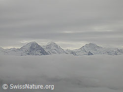 F014761: Furggengütsch: Nebelmeer und Eiger, Mönch, Jungfrau
