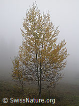 F014798: Birke im Nebel