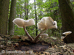 F015669: Pilze auf Fallholz