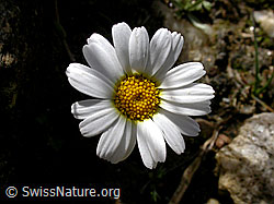 Photo: Blüte der gewöhnlichen Alpenmargerite
