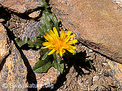 Photo: Berg-Milchkraut