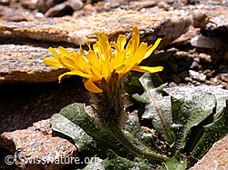 Photo: Berg-Milchkraut, Seitenansicht