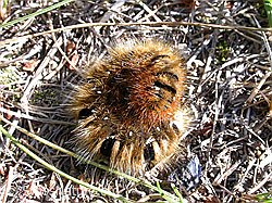 F016593: Eingerollte Raupe des braunen Bärs