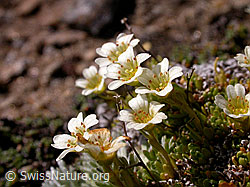 Photo: Flachblättriger Steinbrech