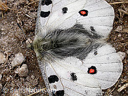 Photo: Parnassius apollo