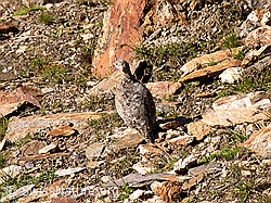 Foto: Schneehuhn (Lagopus mutus)  im Sommerkleid